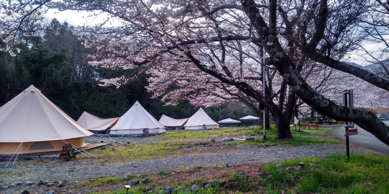 桜の花1