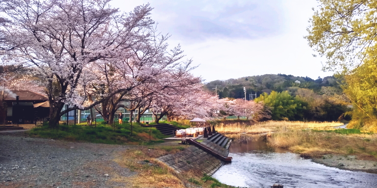 桜の花2