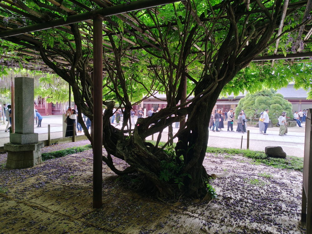 笠間稲荷神社の大藤
