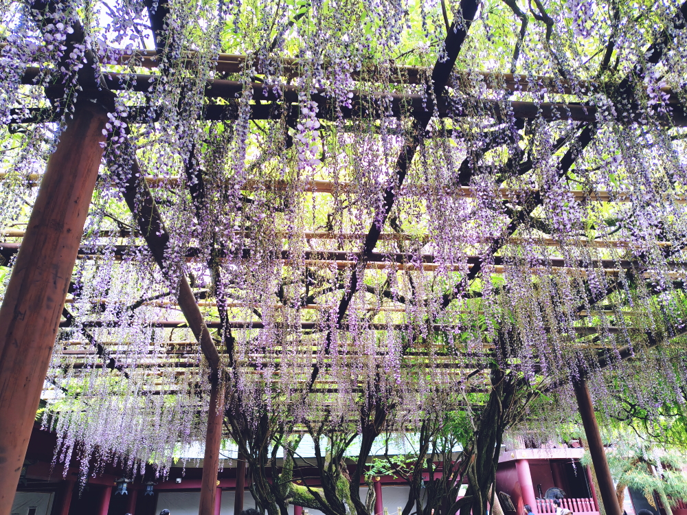 笠間稲荷神社の八重藤